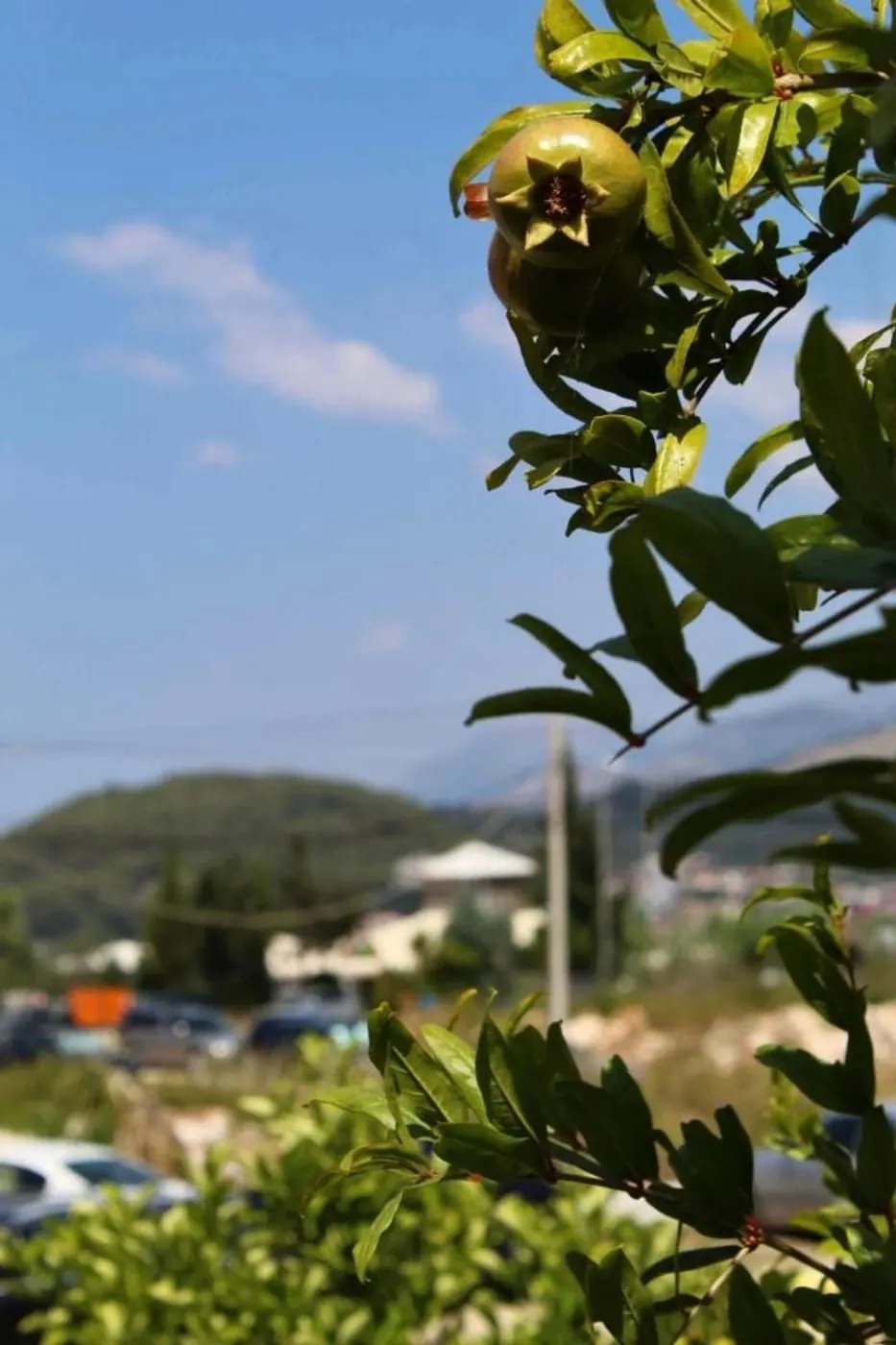A citrus tree in the garden with the mountains behind